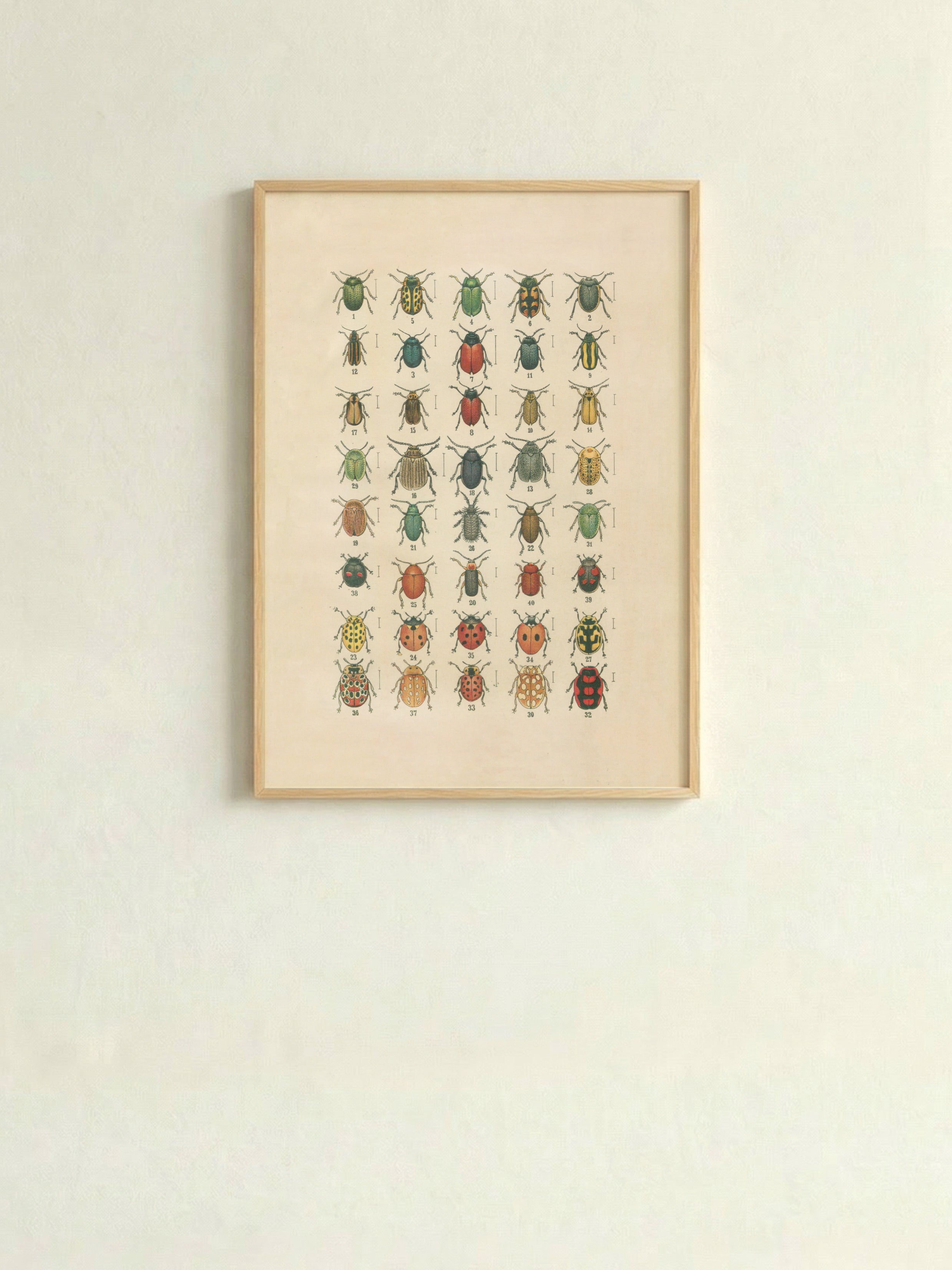 FORTY EUROPEAN TINY BEETLES