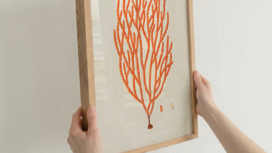 Framed artwork of red coral on a white background